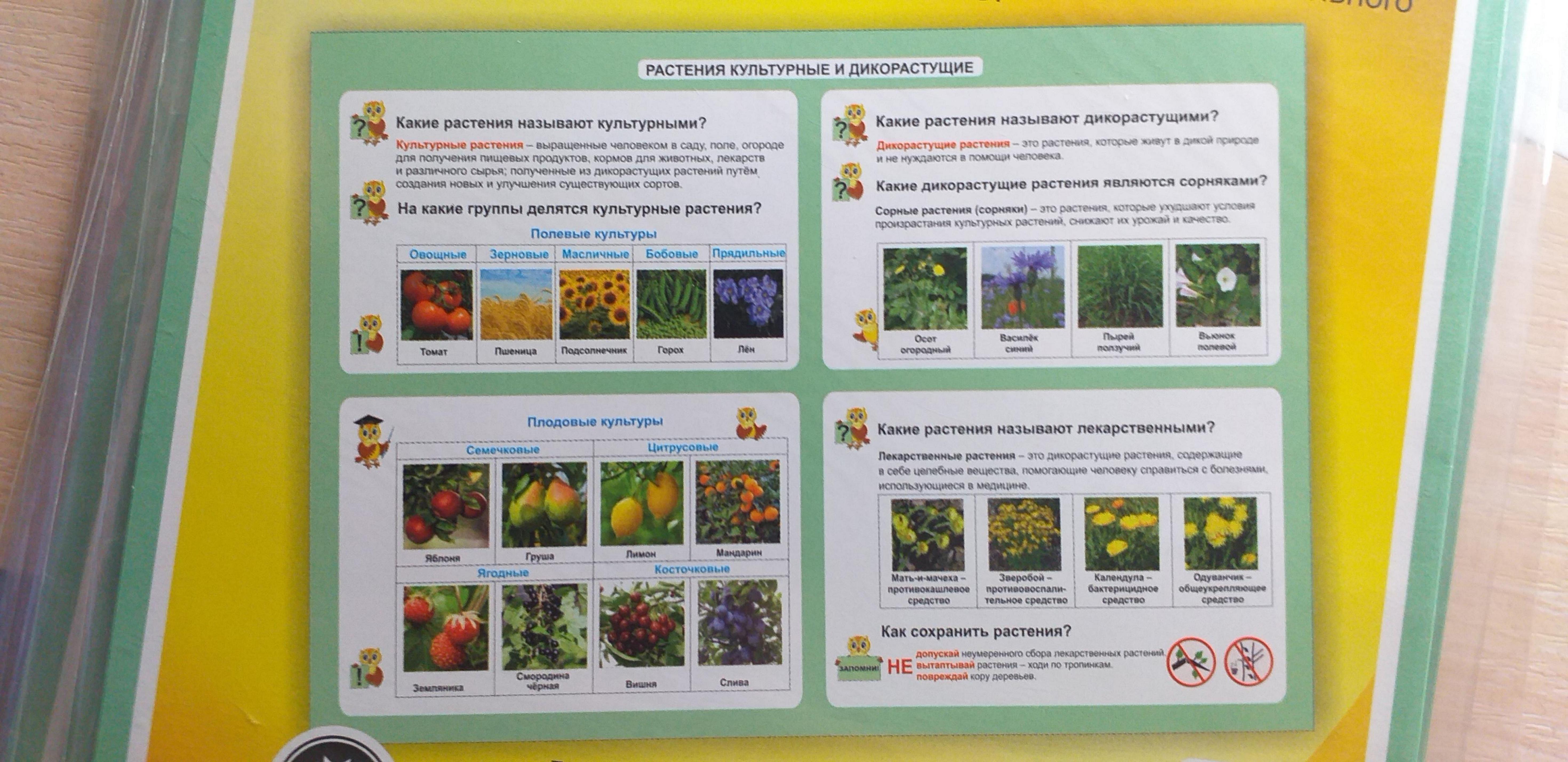 Таблица-плакат Окружающий мир 1-4 классы Растения культурные и дикорастущие