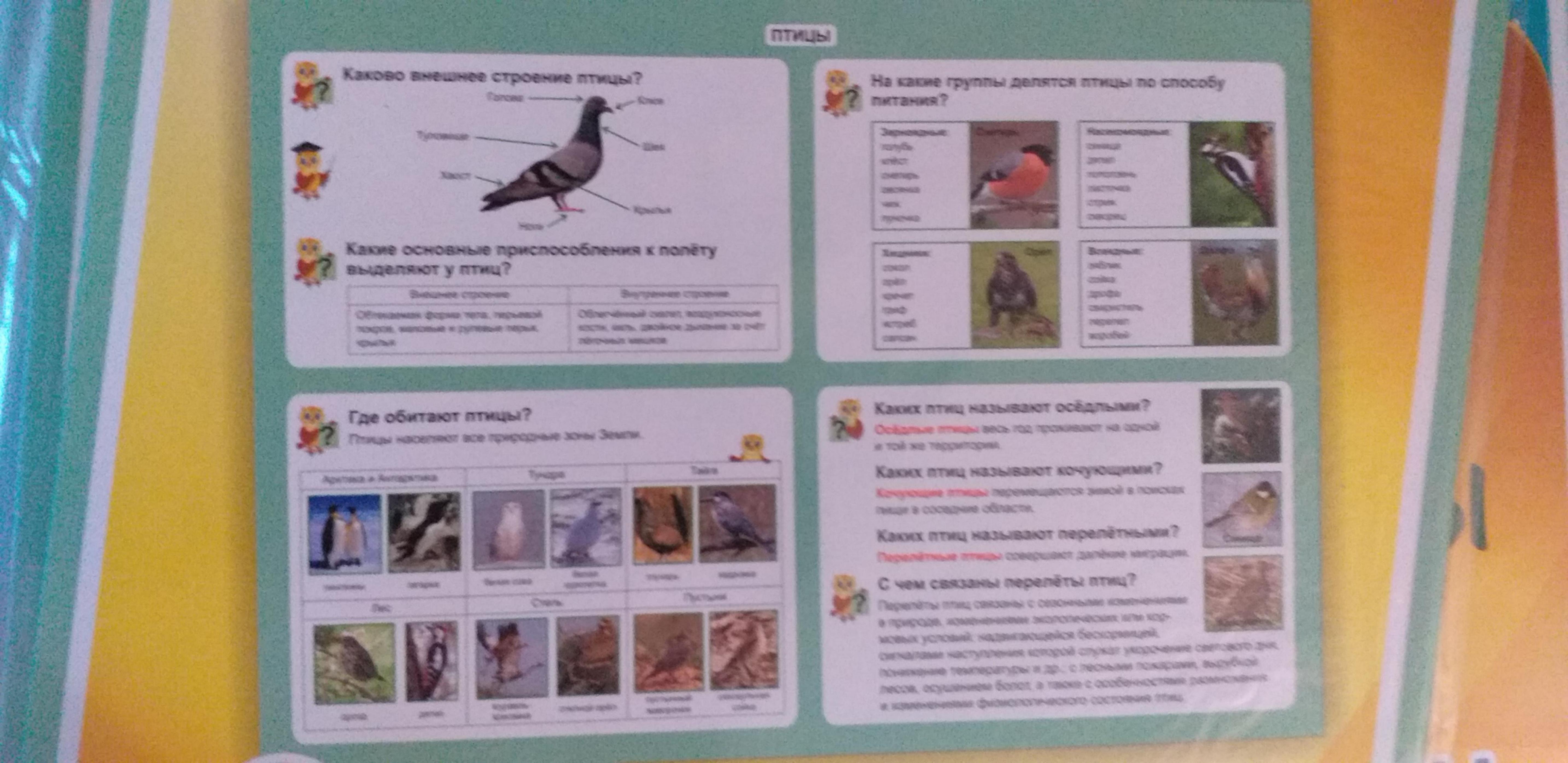 Таблица-плакат Окружающий мир 1-4 классы Птицы