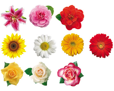 Набор цветов на скотче для украшения стен (10 штук) КМ-007996