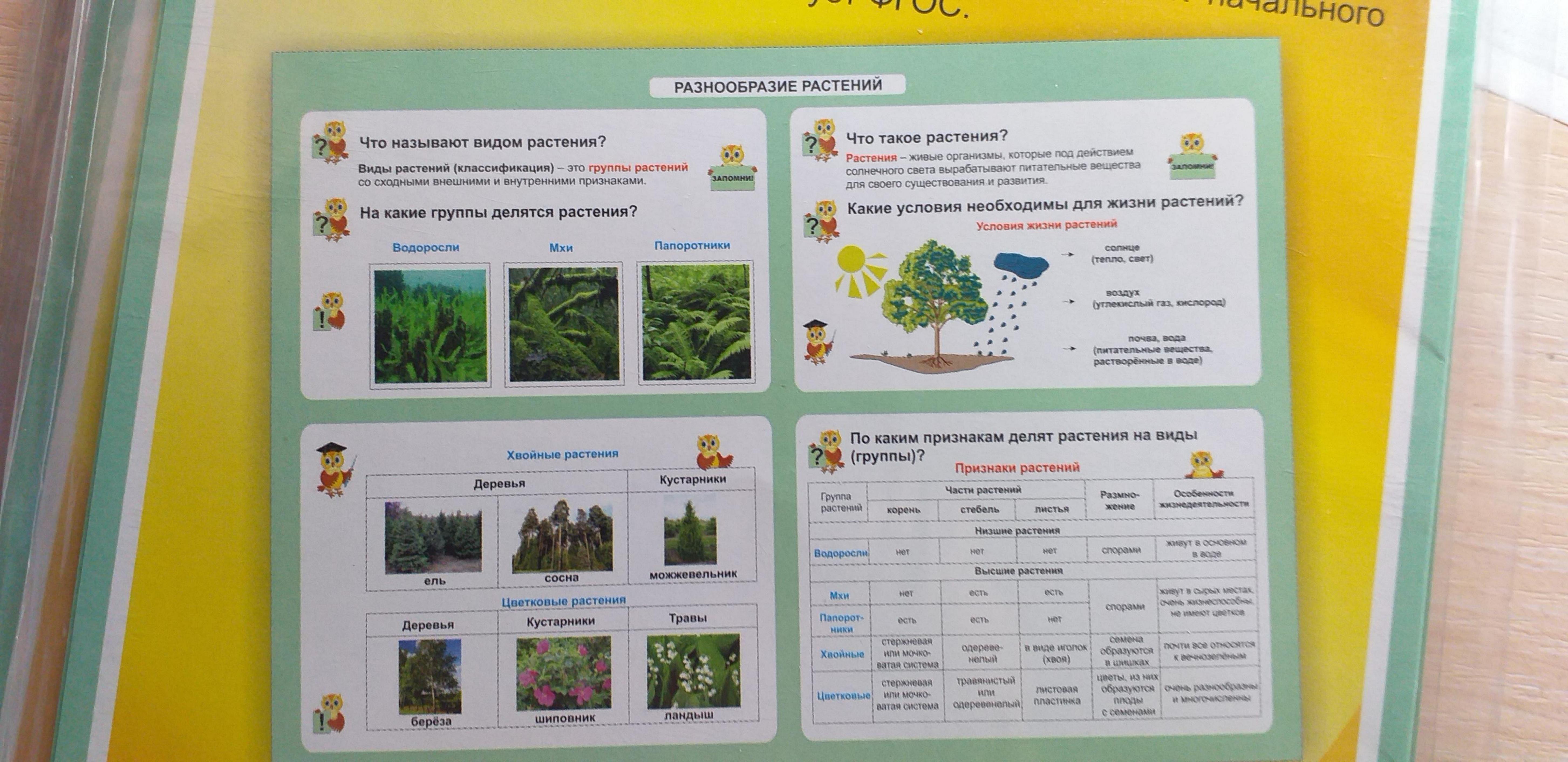 Таблица-плакат Окружающий мир 1-4 классы Разнообразие растений