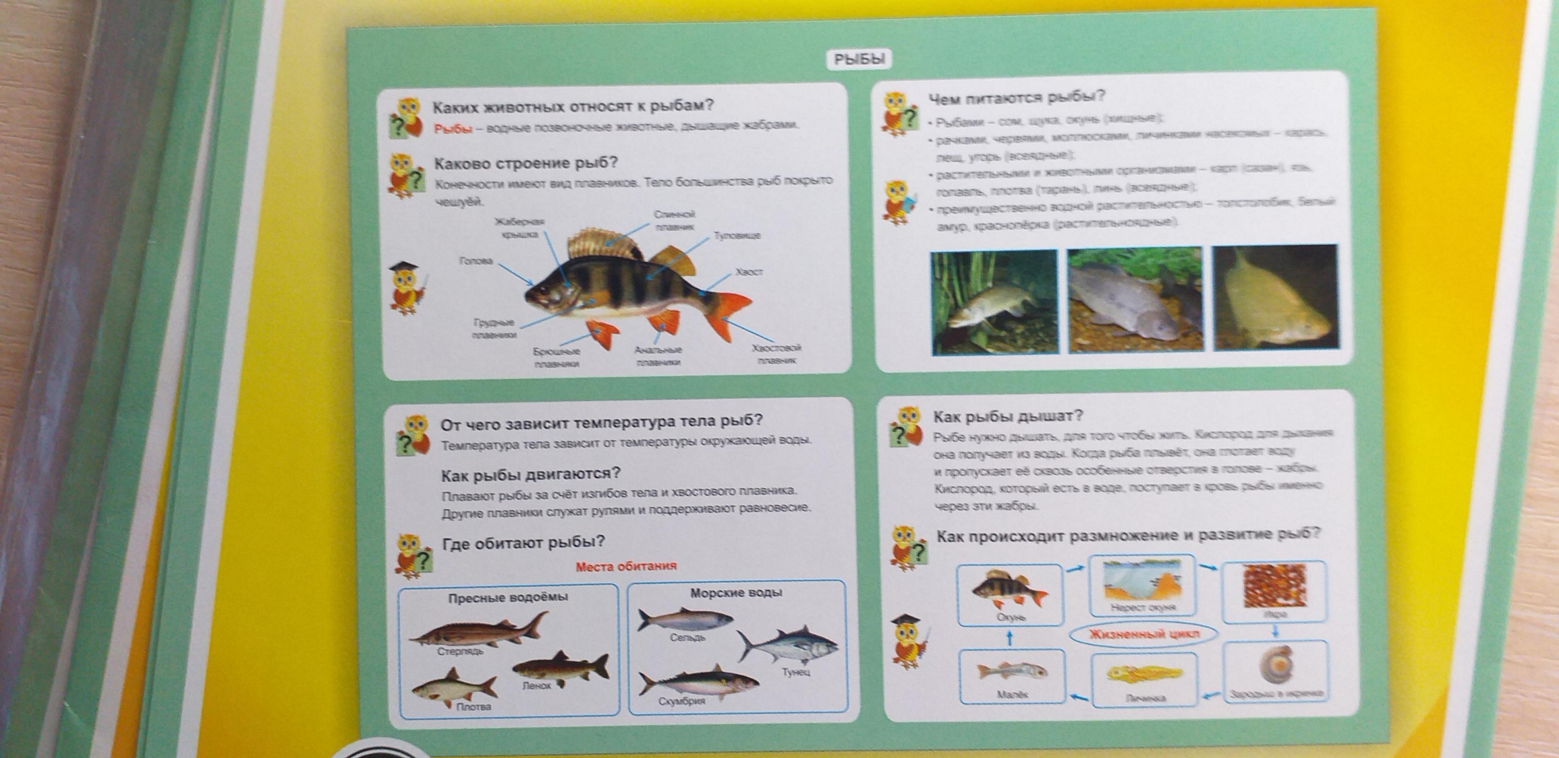 Таблица-плакат Окружающий мир 1-4 классы Рыбы