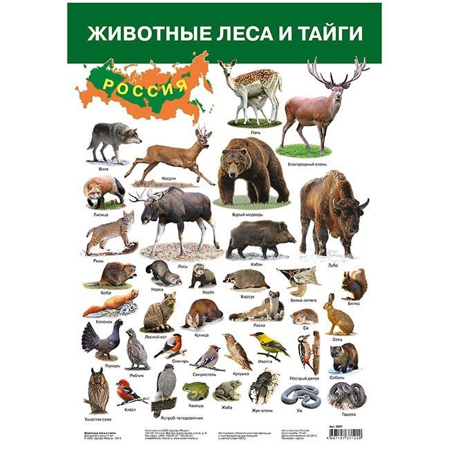 Плакат А3 Животные леса и тайги арт.2687